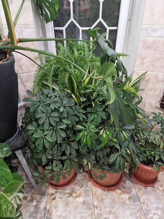 Комнатные растения