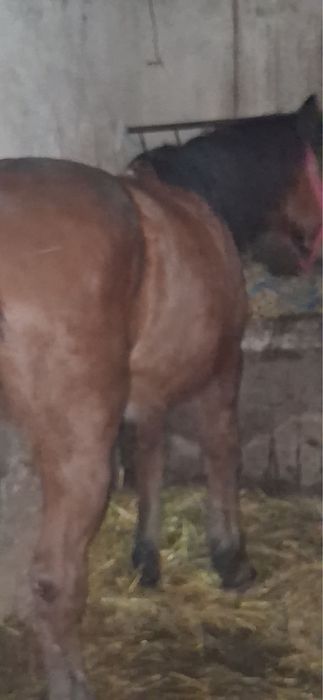 Vand cal castrat de 8 ani