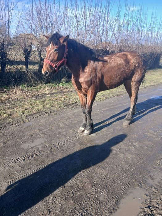 De vânzare iapa garantată de ham gestanta de 5 luni