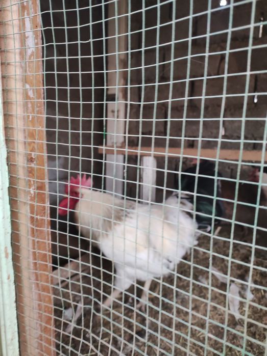 Gigant qora shaxzoda