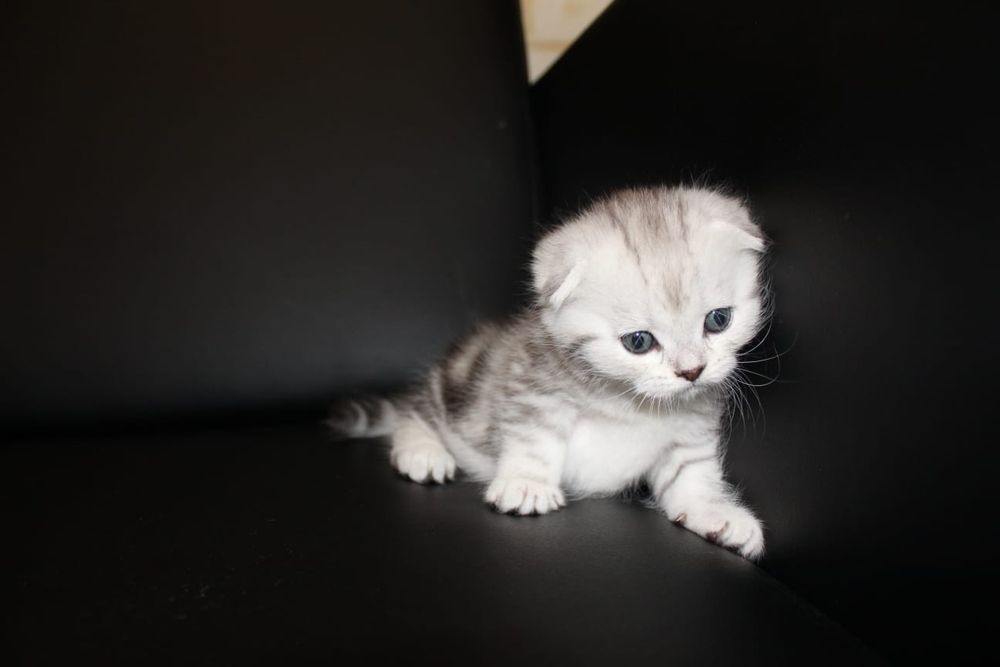 Животные для дома