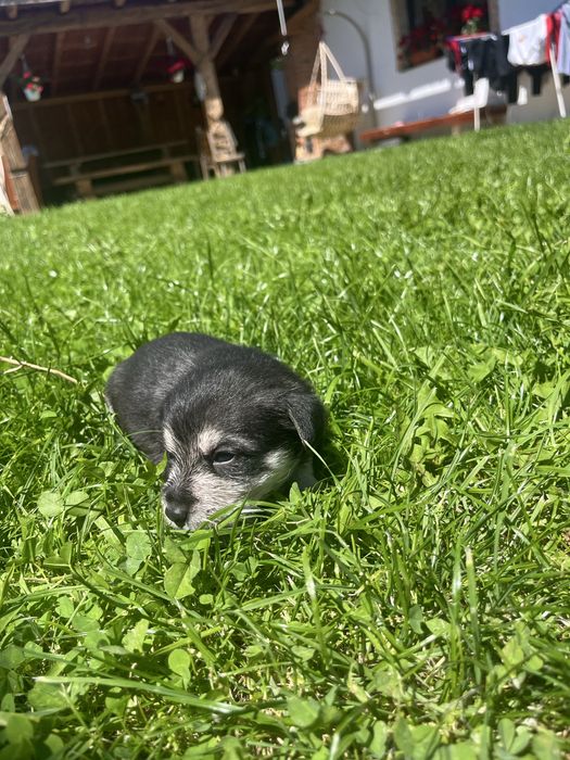 Cațelusi pt adopție
