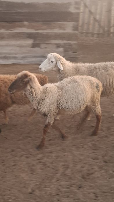 Жақсы қойлар асырағанға