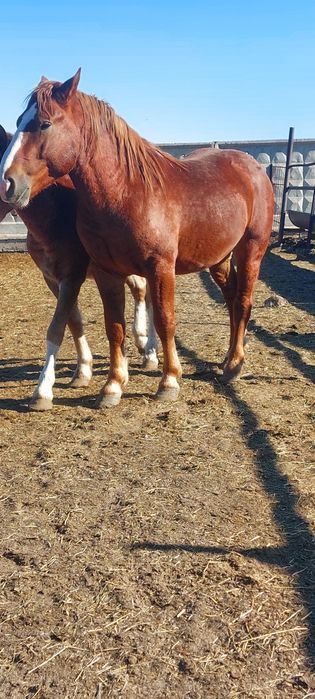 Жеребцы Тяжеловоз