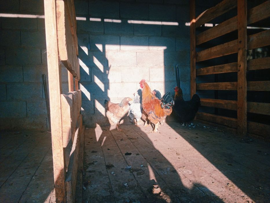 тауық сатылады.                      .