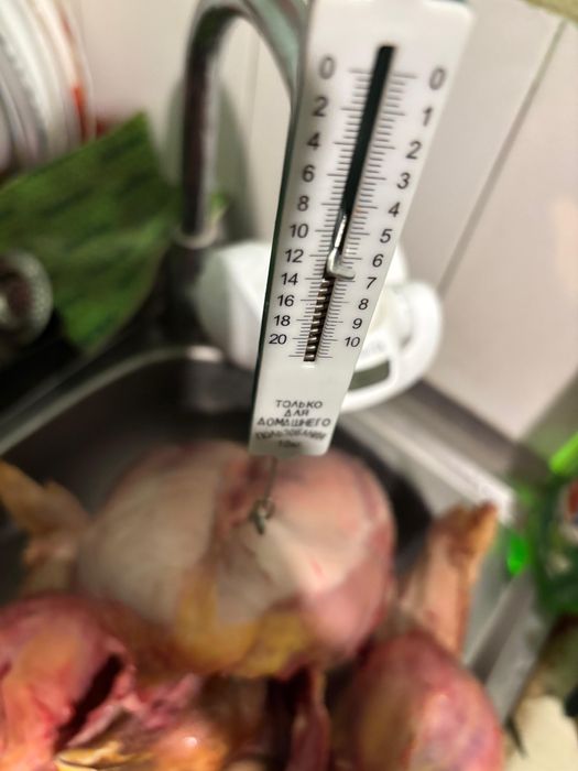 Cocosi de carne, de curte