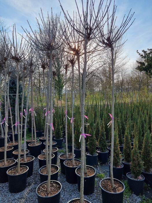 Photinia-Pon pon - Spirale-Catalpa -eunymus