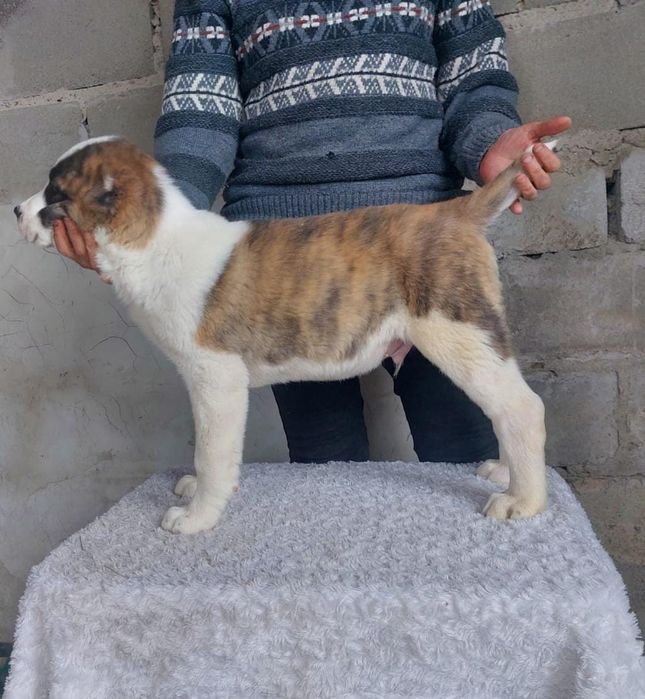 Предлагаются щенки САО