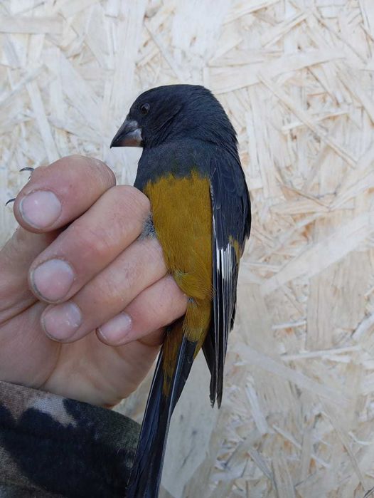 Дубонос арчовый и обычный