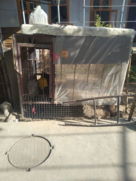 Tovuqlar ini bilan sotiladi