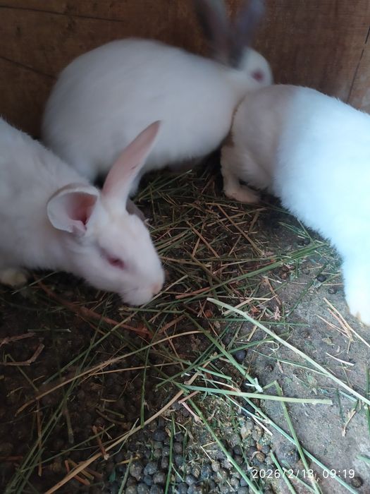 Домашние Кролики 3.5 месяца цвет белый