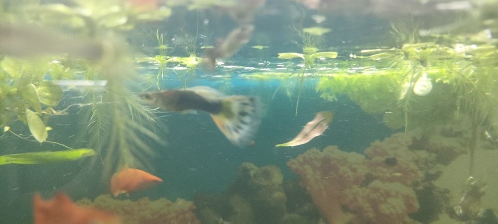 Аквариум продам с рыбки гуппи