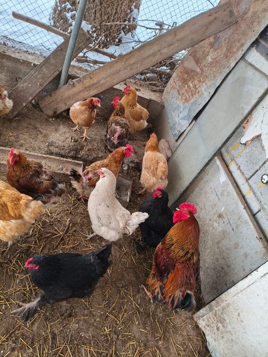 Инкубационные яица домашних кур