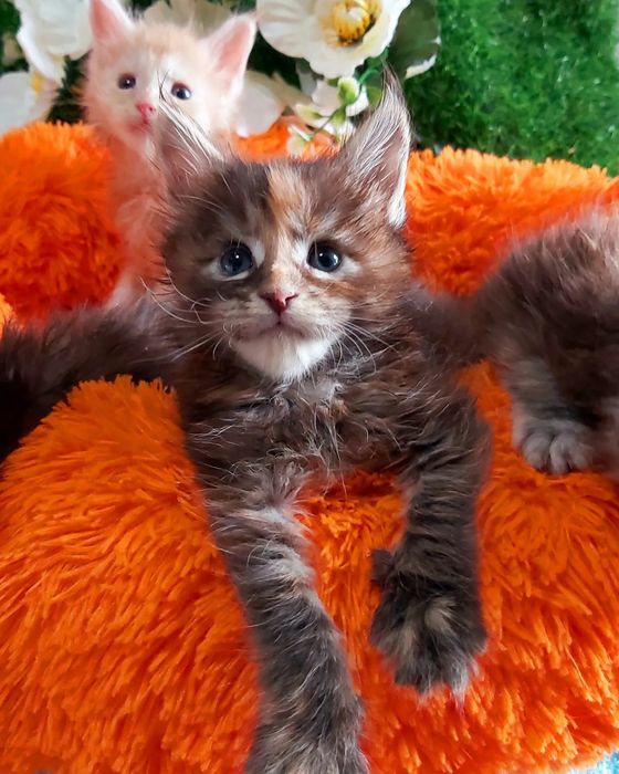 Котята МЕЙН КУНЫ. От 2х месяцев