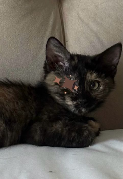 Котенок - девочка,  Милания , 4 месяца