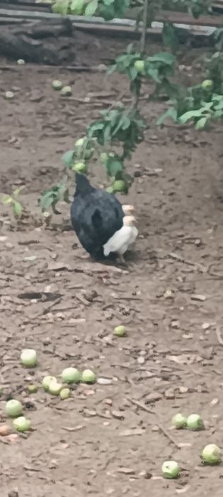 Японка товук 5 жужалари билан
