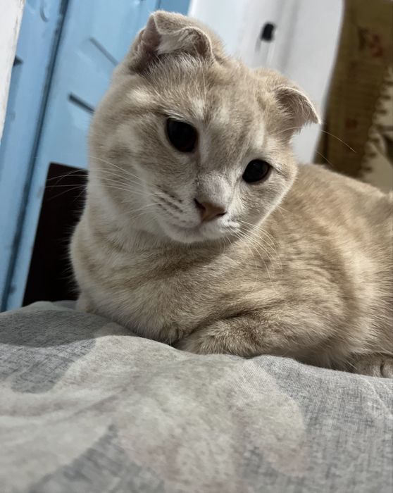 Продается кошечка вислоушка