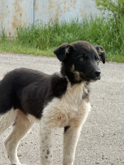 Donatie Catei talie mare