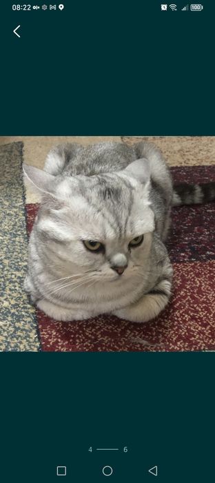 Срочно приглашаем кошек