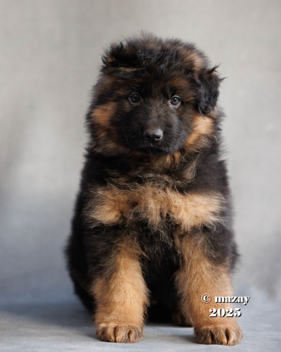 Продам щенков немецкой  овчарки с родословной