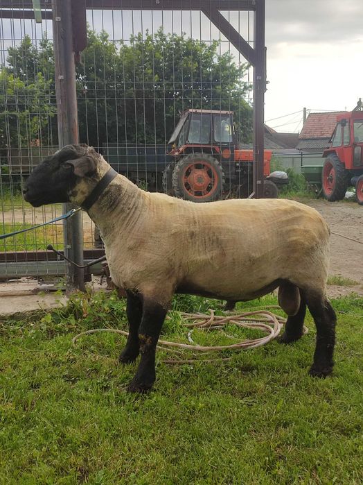 Berbeci Suffolk de un ani si sase luni