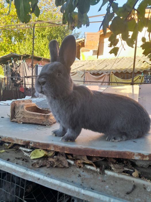 Vând,schimb iepuri rase pitice și medii