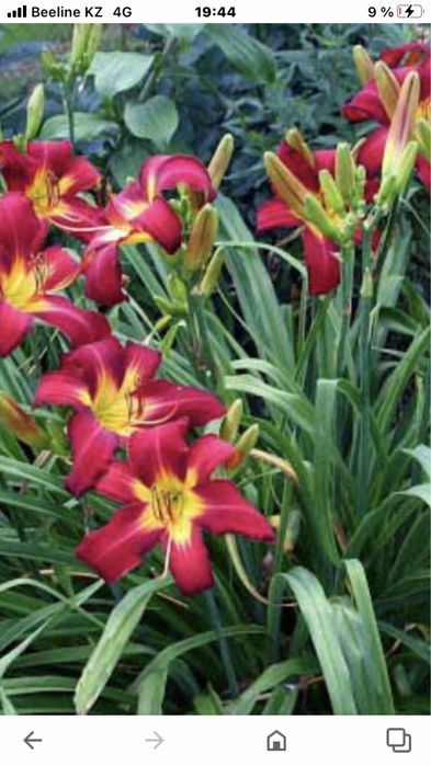 Продам все для сада цветы,ягоду,деревья