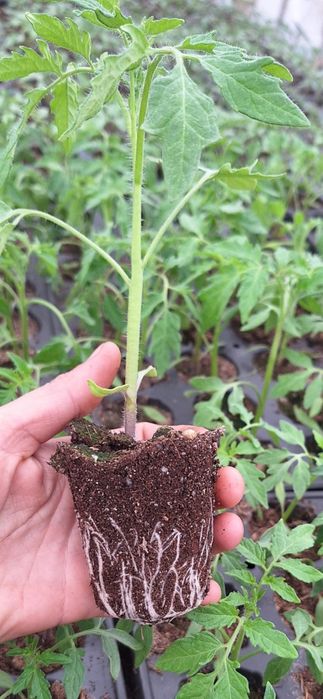 Rasaduri de legume Profesionale...