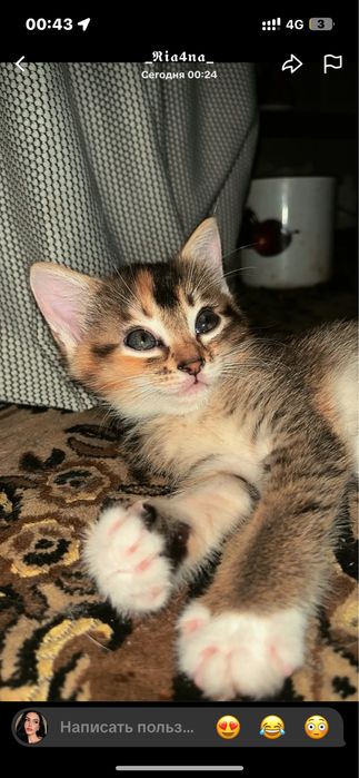 котенок ,шотланская прямоушка 5к