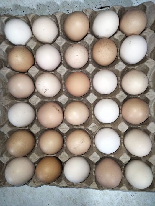 Продам яйца домашние.
