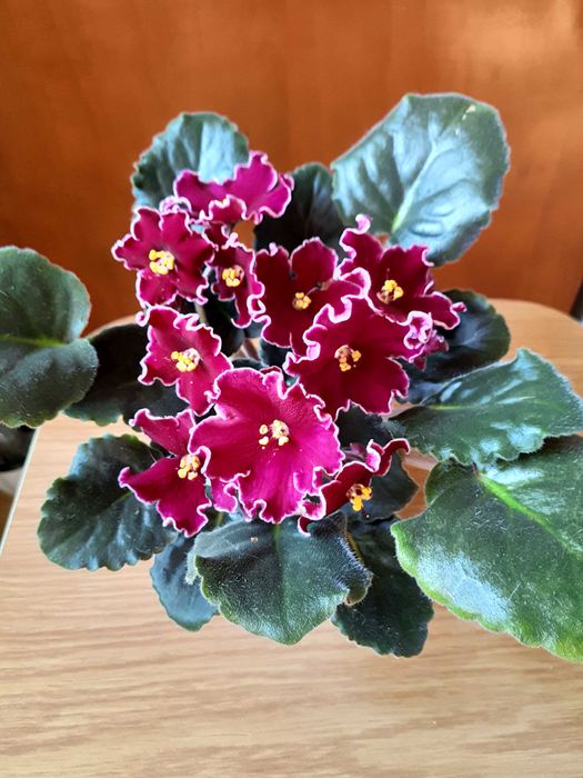 Бегония королевская и др. цветы.