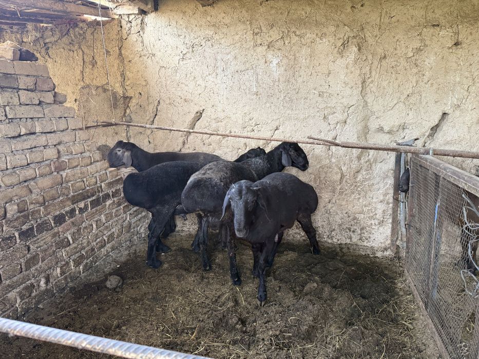 Qurbonlikka tayyor qochqorlar. 40-80 kilogacha