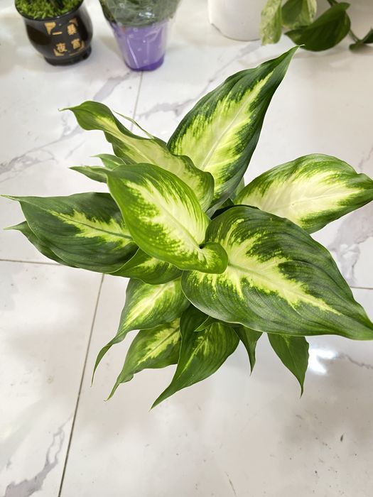 Цветы для дома и офиса. В скидочных ценах