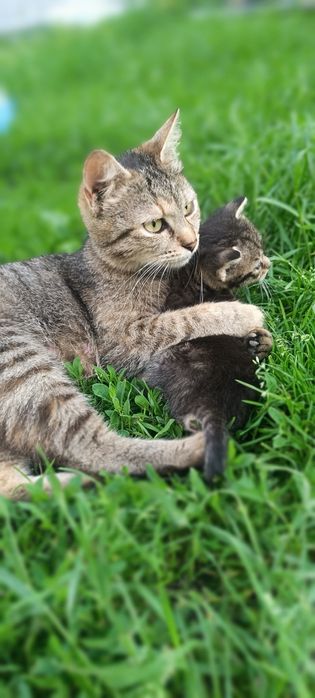 Donez 6 puiuți de pisica + o cățelușa.
