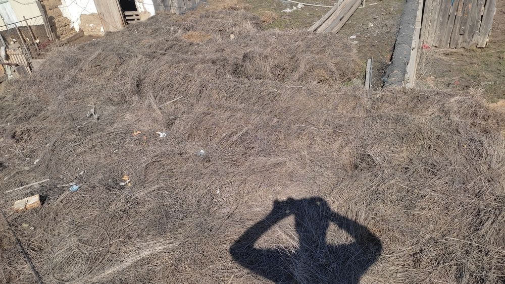 Сено шоп қарайған