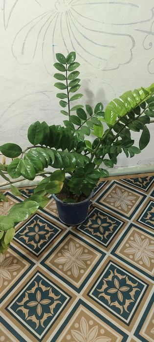 Доллоровое дерево