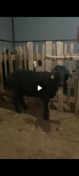 Семіз үлкен қой сатылады