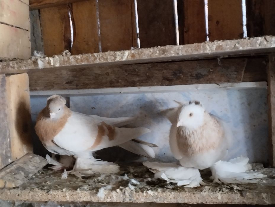 Голуби домашние.