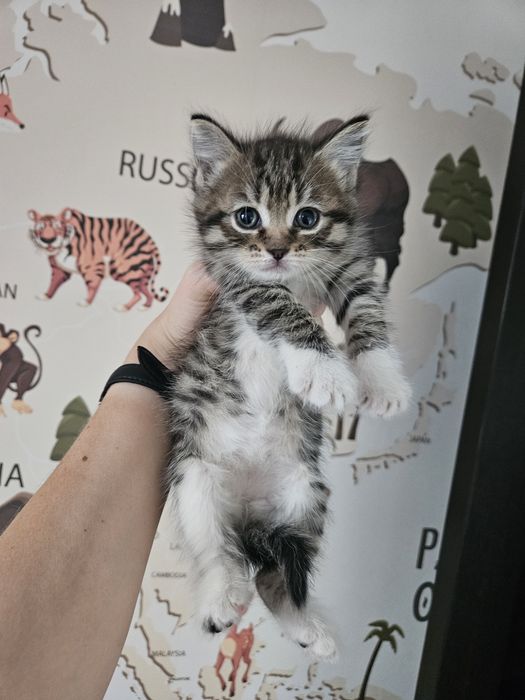 Котёнок девочка.