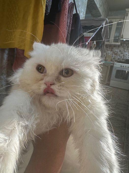 Кошка белый парода