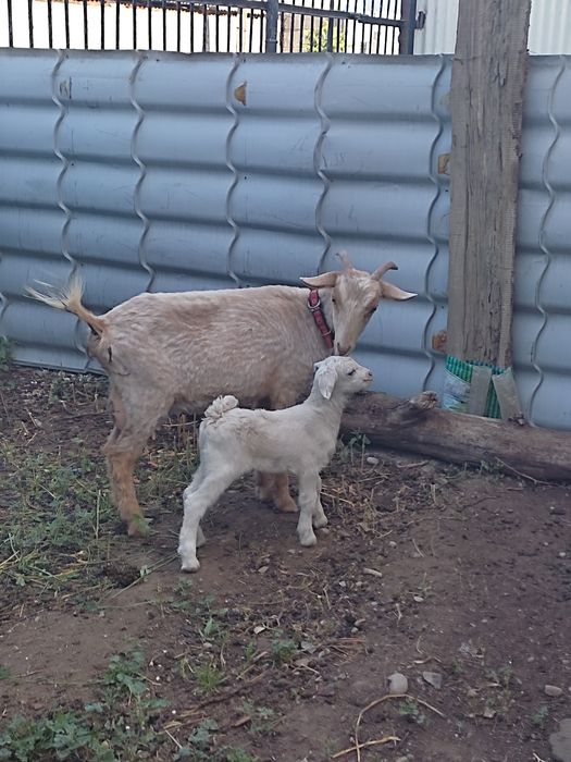 Заанен ешкісі сатылады (Срочно)