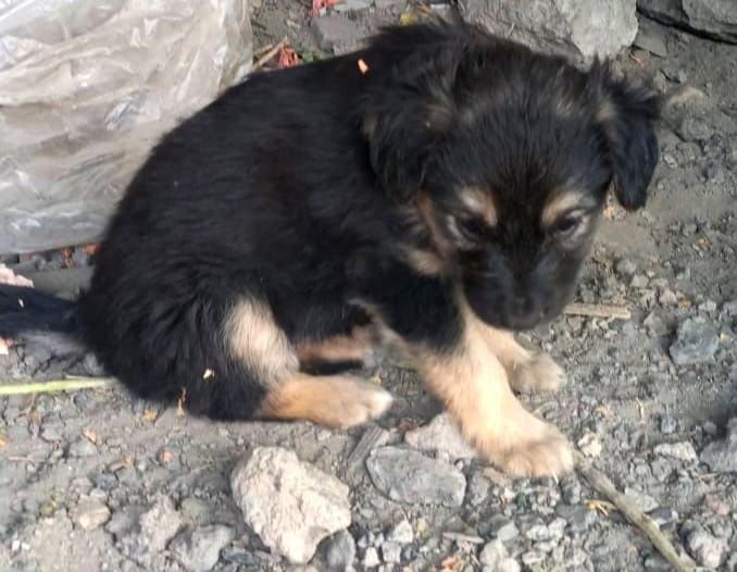 Ищем дома для щенят