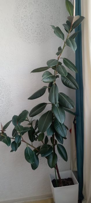 Продам цветы фикус