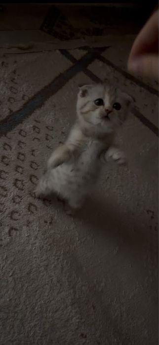 шотландский кошка