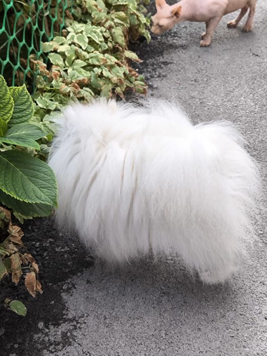 Красавец померанец, на вязку