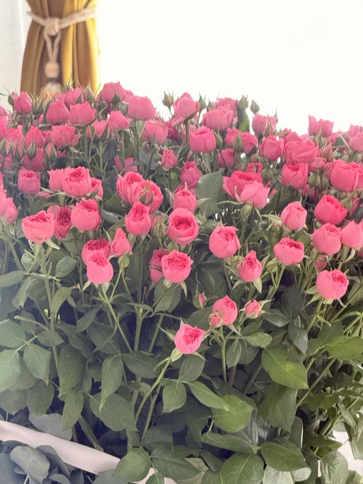 бұта раушан (спрей-роза, spray rose)