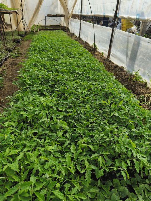 Răsaduri de toate felurile!