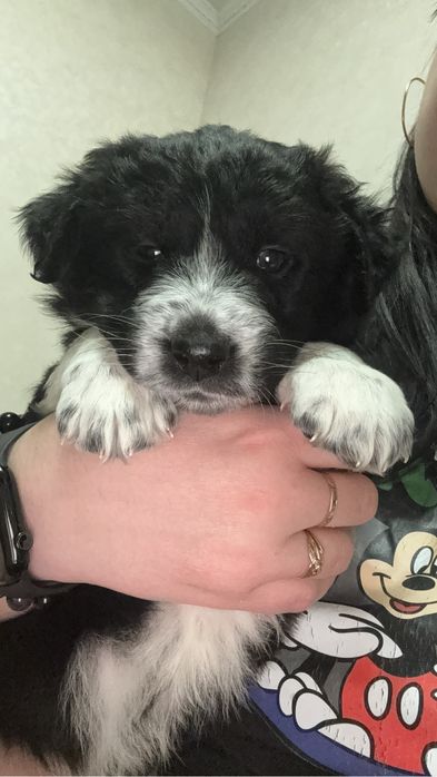 Щенок девочка 1.5 месяца