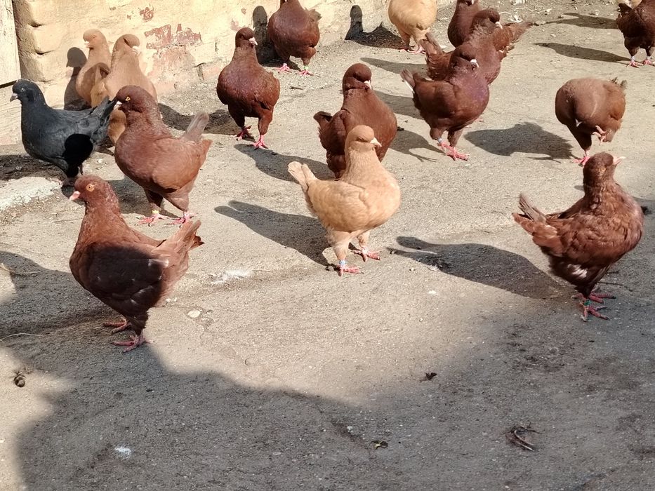 Vând porumbei rasa king