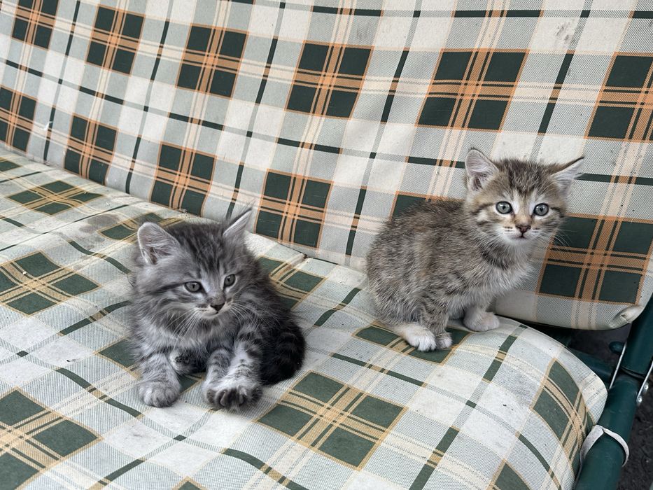 Отдам котят , можно одного